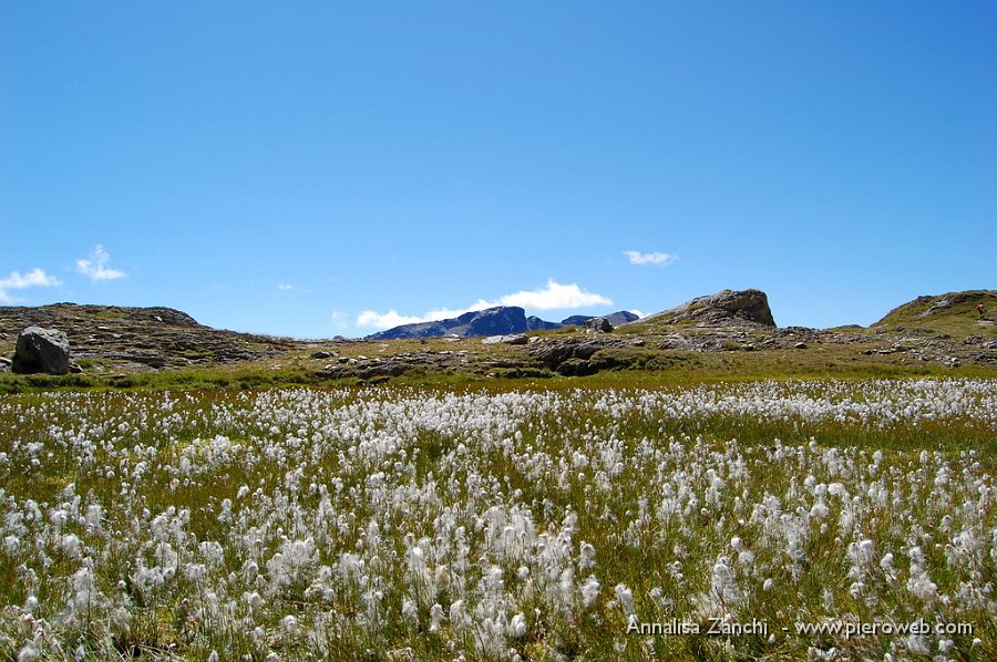 23 Verde, bianco e cielo azzurro.JPG